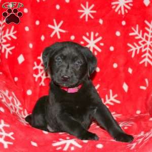 Silas, Black Labrador Retriever Puppy