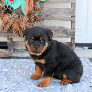 Silas, Rottweiler Puppy