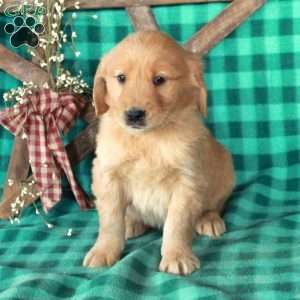Silas, Golden Retriever Puppy