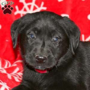 Silas, Black Labrador Retriever Puppy