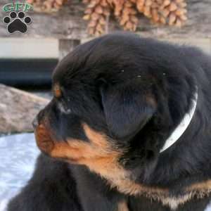 Silas, Rottweiler Puppy
