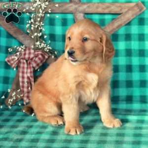 Silas, Golden Retriever Puppy