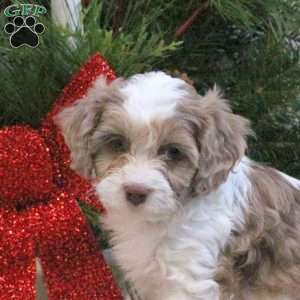 Silas, Cavapoo Puppy