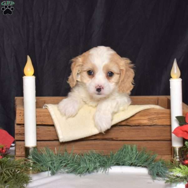 Silo, Cavachon Puppy