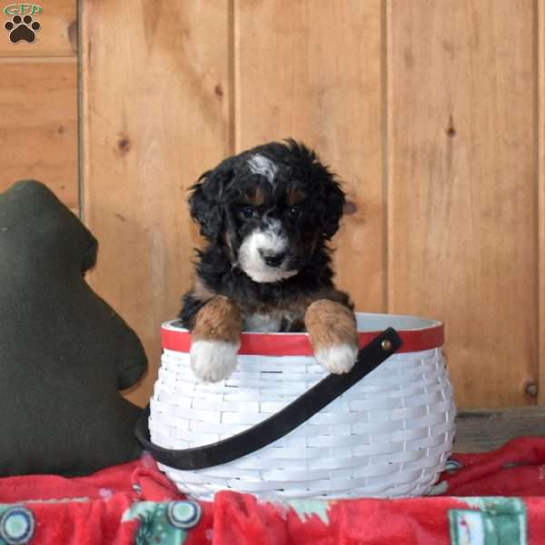 Silo, Mini Bernedoodle Puppy