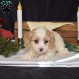 Silo, Cavachon Puppy