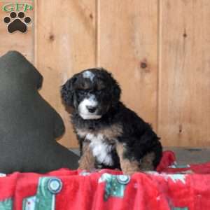 Silo, Mini Bernedoodle Puppy