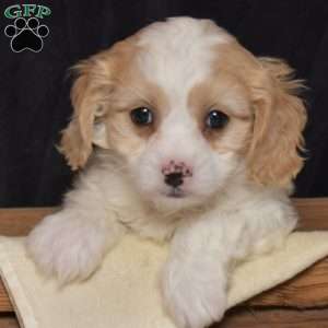 Silo, Cavachon Puppy