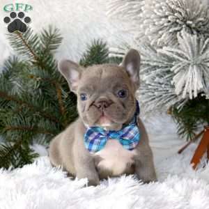 Silver Star, French Bulldog Puppy