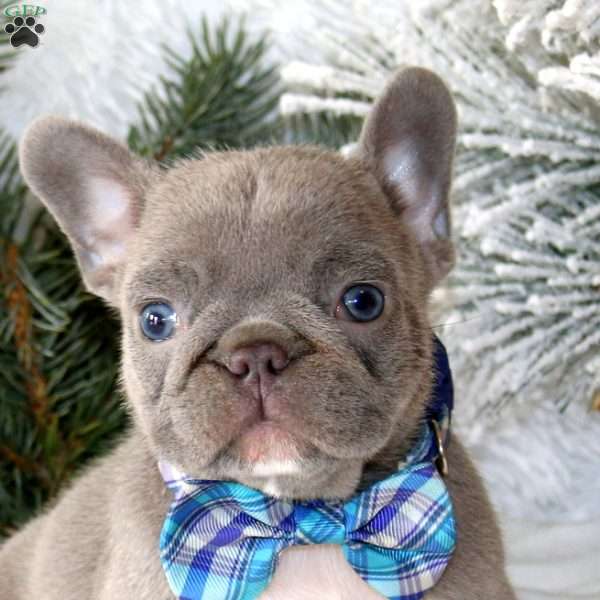 Silver Star, French Bulldog Puppy