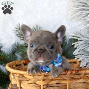 Silver Star, French Bulldog Puppy