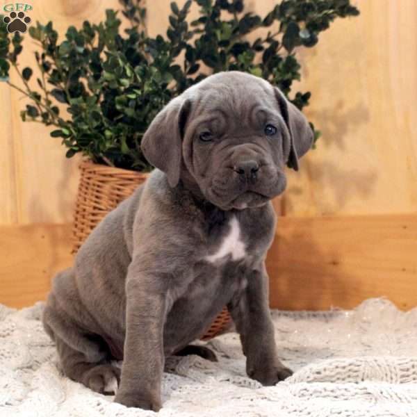 Simba, Cane Corso Puppy