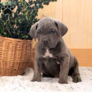 Simba, Cane Corso Puppy
