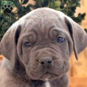 Simba, Cane Corso Puppy