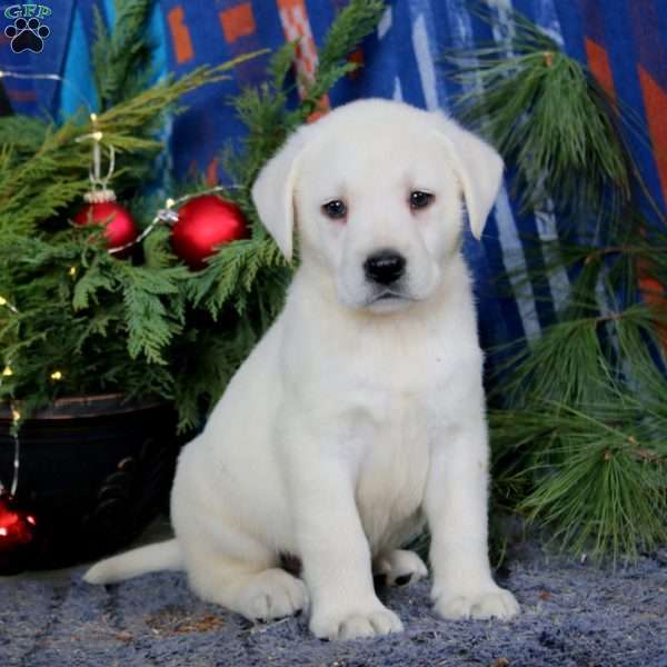 Simba, Yellow Labrador Retriever Puppy