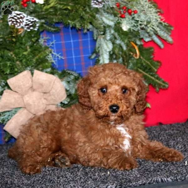 Simba, Miniature Poodle Puppy