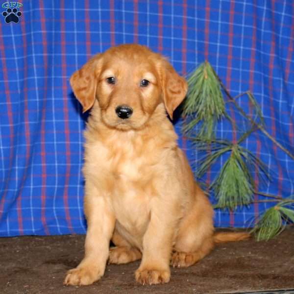 Simba, Golden Retriever Puppy