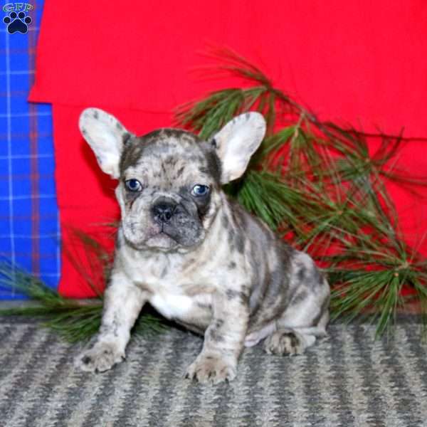 Simba, French Bulldog Puppy