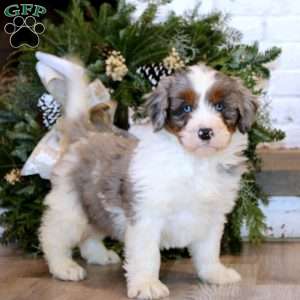 Simba, Bernedoodle Puppy