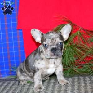 Simba, French Bulldog Puppy