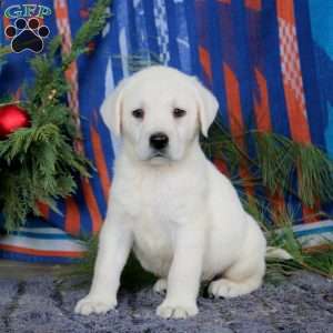 Simba, Yellow Labrador Retriever Puppy