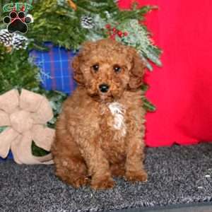 Simba, Miniature Poodle Puppy