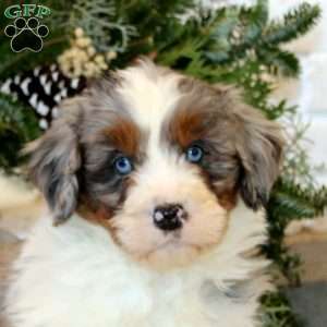 Simba, Bernedoodle Puppy