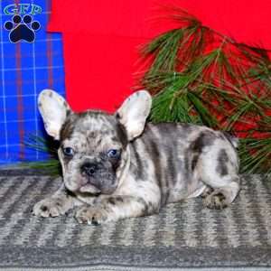 Simba, French Bulldog Puppy