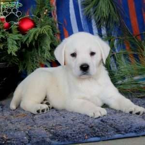 Simba, Yellow Labrador Retriever Puppy
