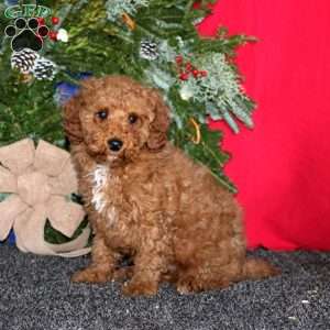 Simba, Miniature Poodle Puppy