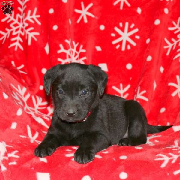 Simon, Black Labrador Retriever Puppy