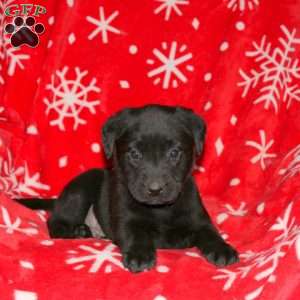 Simon, Black Labrador Retriever Puppy