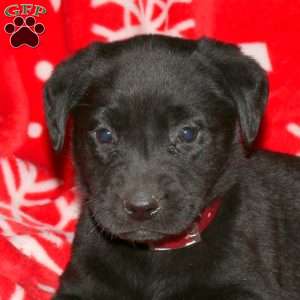 Simon, Black Labrador Retriever Puppy