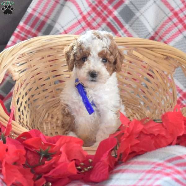 Skipper, Miniature Poodle Puppy