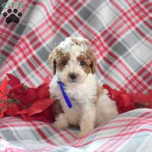 Skipper, Miniature Poodle Puppy