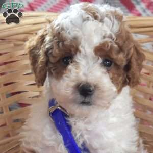 Skipper, Miniature Poodle Puppy