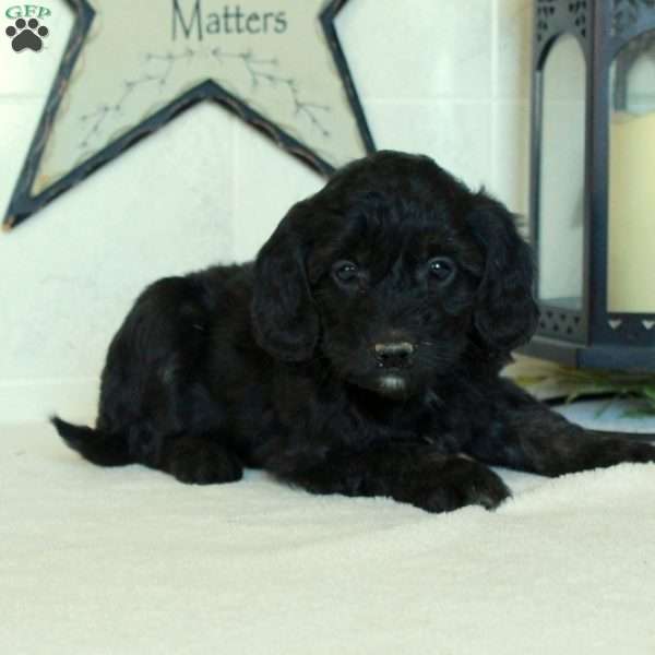 Skippy, Mini Goldendoodle Puppy