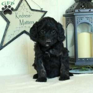 Skippy, Mini Goldendoodle Puppy