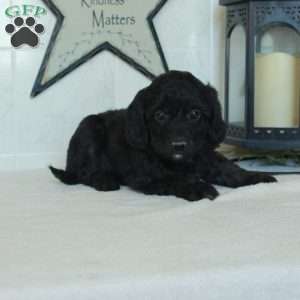 Skippy, Mini Goldendoodle Puppy