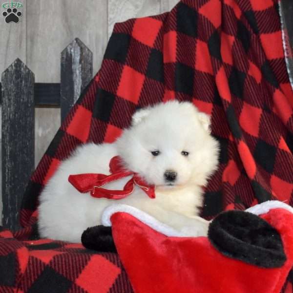 Sky, Samoyed Puppy