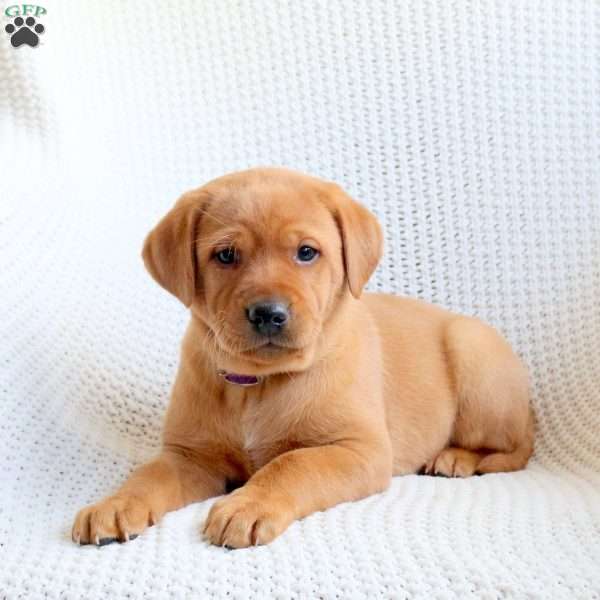Sky, Fox Red Labrador Retriever Puppy