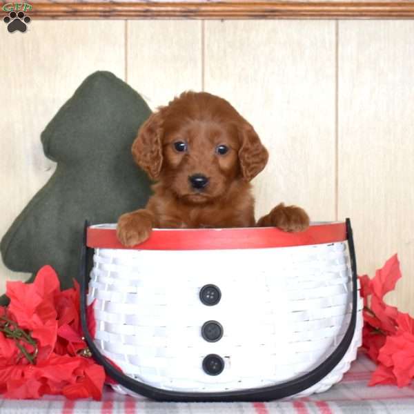 Sky, Mini Goldendoodle Puppy