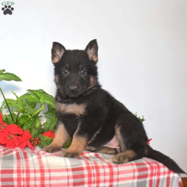 Sky, German Shepherd Puppy
