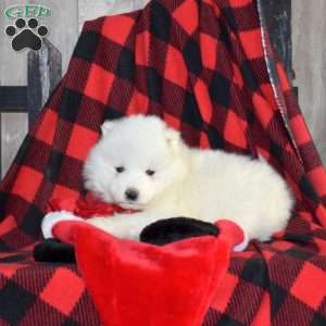 Sky, Samoyed Puppy