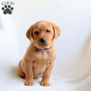 Sky, Fox Red Labrador Retriever Puppy
