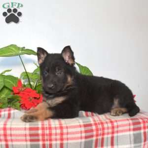 Sky, German Shepherd Puppy