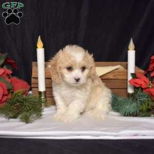 Sky, Cavachon Puppy