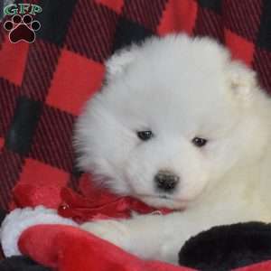Sky, Samoyed Puppy