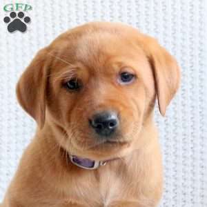 Sky, Fox Red Labrador Retriever Puppy