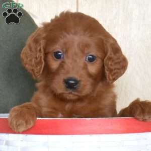 Sky, Mini Goldendoodle Puppy